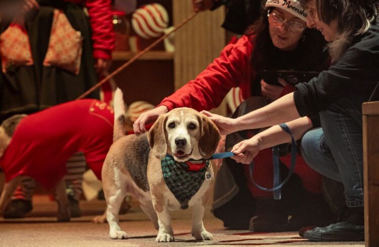 A beagle dog meeting some of Santa's elves