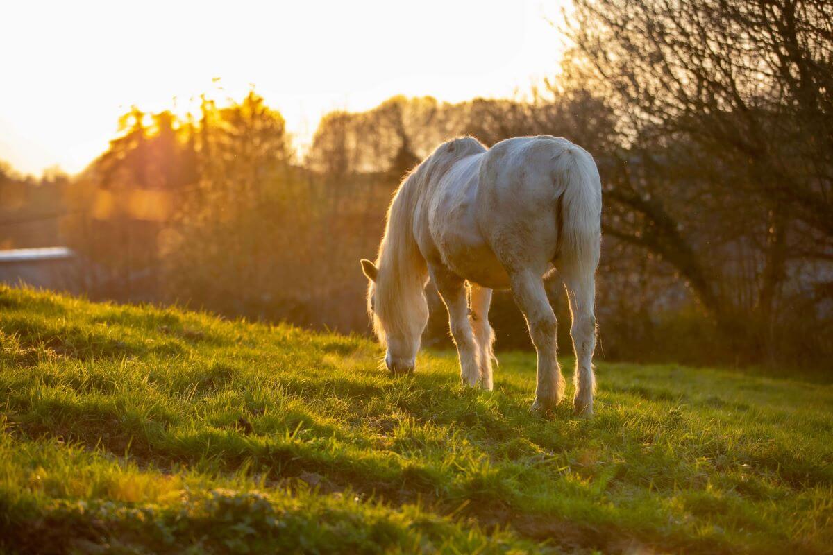 A grazing white horse at sunset