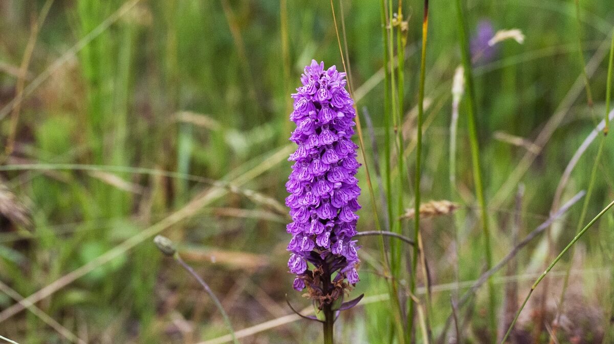 A purple Southern Marsh Orchid