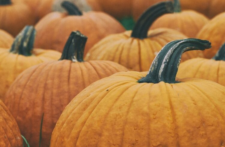 A number of large orange pumpkins in a field