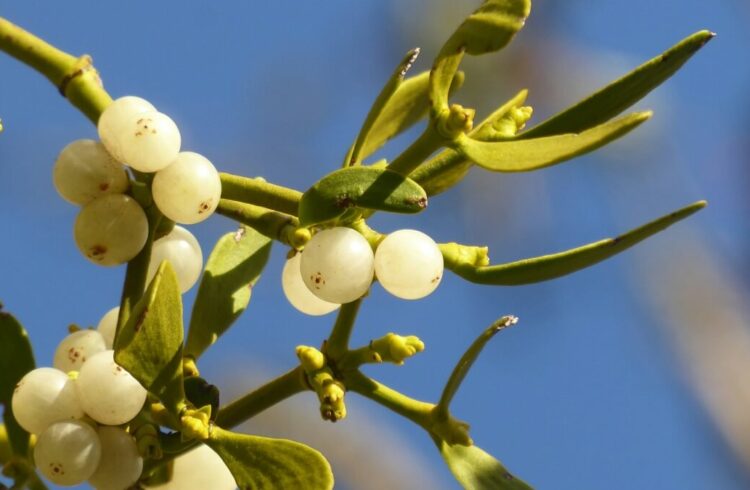 Photo of mistletoe on a sunny day