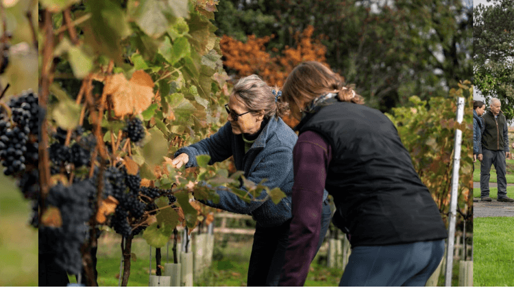 People in a vineyard