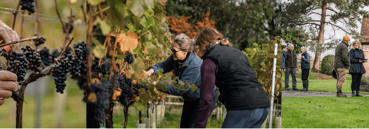 People in a vineyard