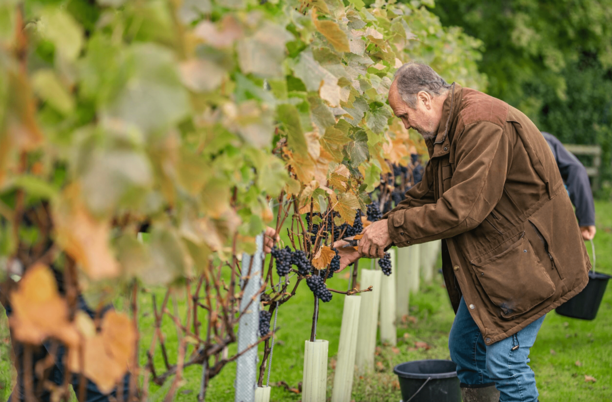 person collecting grapes in a vineyard